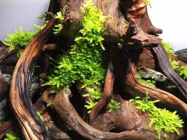 90水草造景缸树桩造景教程