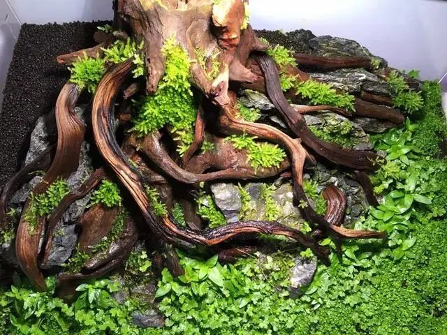 90水草造景缸树桩造景教程