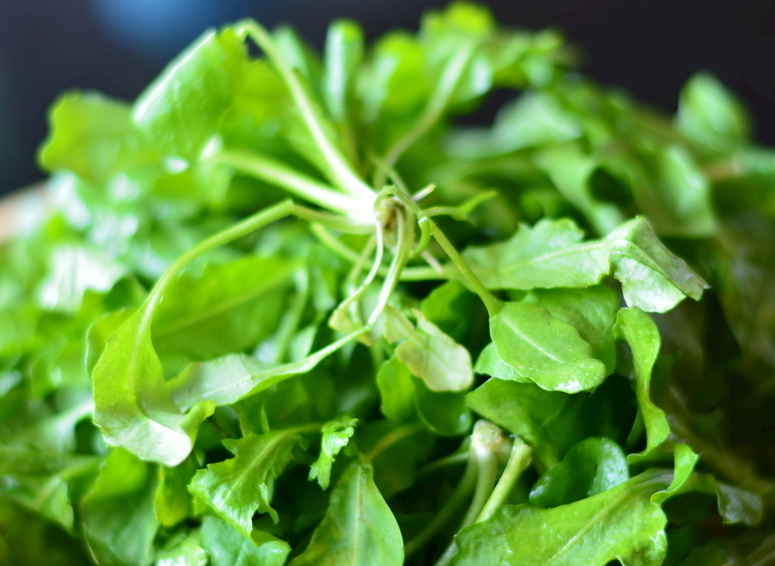 春天田野里的荠菜你吃到了吗