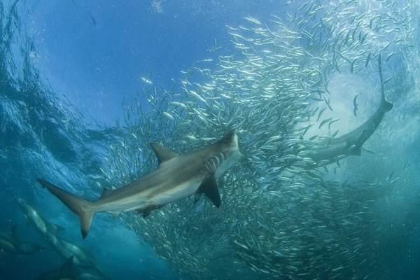 澳洲漁民連釣3條只剩下頭的大型鯊魚為何嚇得立即返航