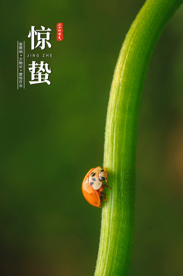报节气|微雨众卉新 一雷惊蛰始|二十四节气|惊蛰|春雷