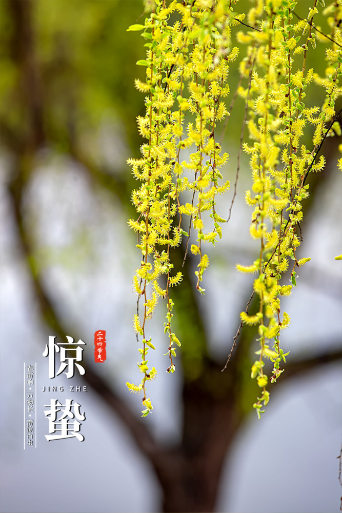 报节气微雨众卉新一雷惊蛰始