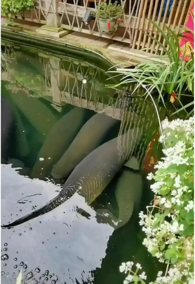 几百斤重的巨骨舌鱼是目前国内最大的观赏鱼