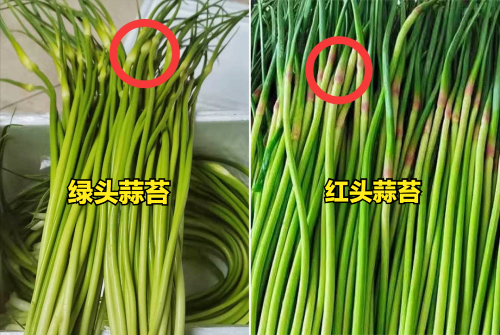 买蒜苔记得区分绿头和红头区别挺大弄懂再买不吃亏