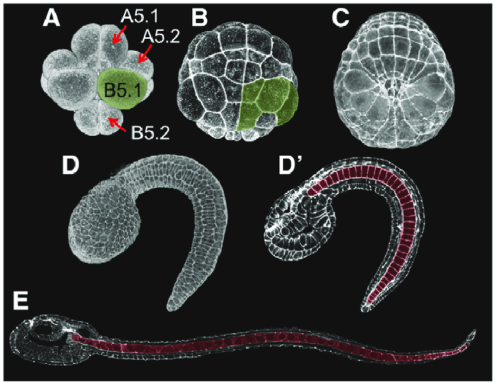 海鞘幼体的外形有点像蝌蚪,大小十分迷你,体长只有0.