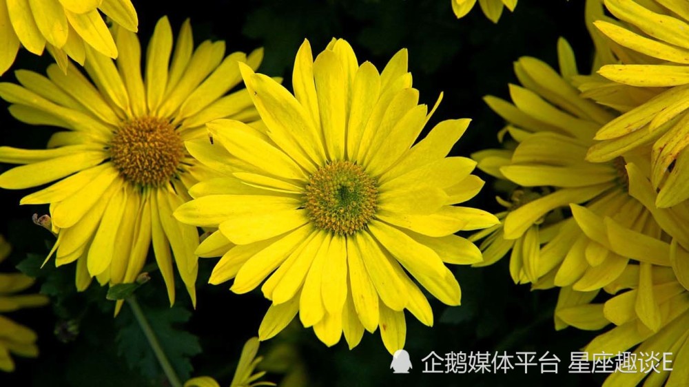 3月6日星座运势 一举多得 攻守俱佳的四大星座 腾讯新闻