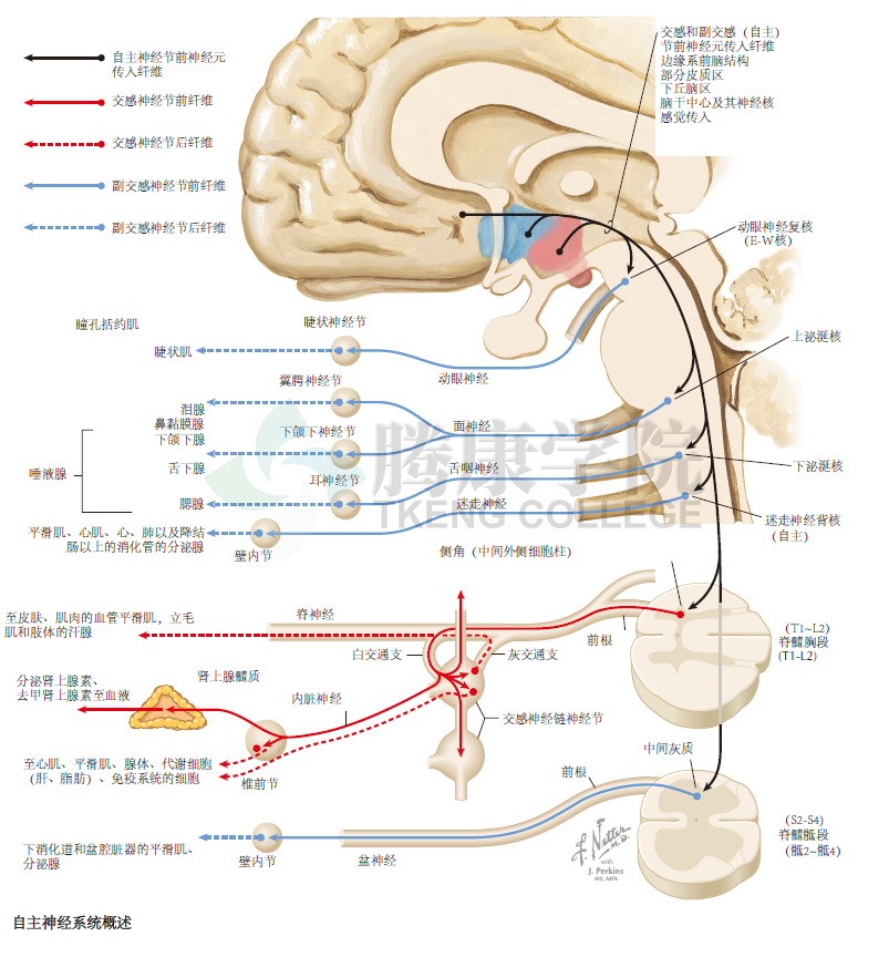 神經解剖學自主神經系統概述