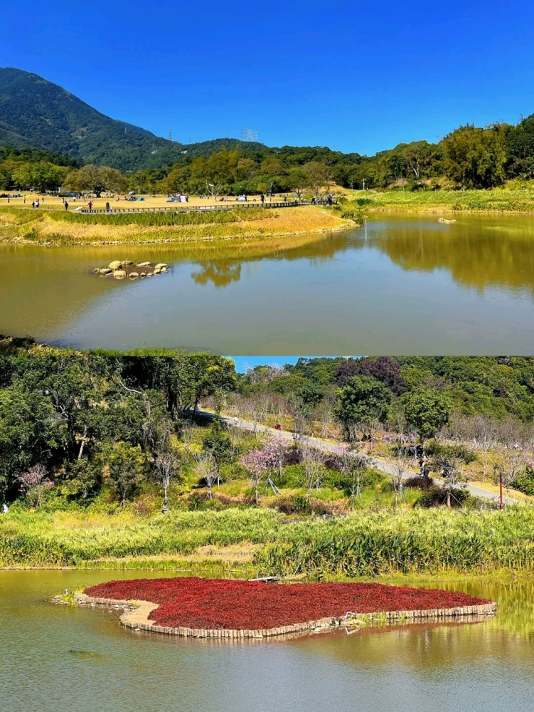深圳小众宝藏景点恩上湿地公园