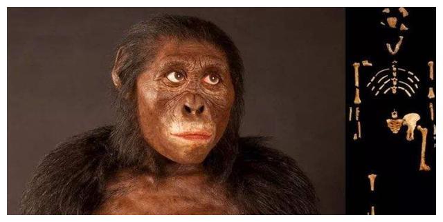 南方古猿露西复原图和它的化石化石的分类其实有很多种,如果根据保存