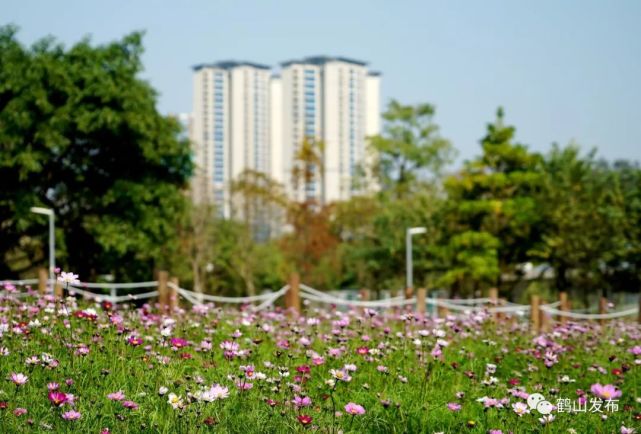 鮮花綻放初春的鶴山公園格桑花開正當時春色明媚好三月建成了現在櫻花