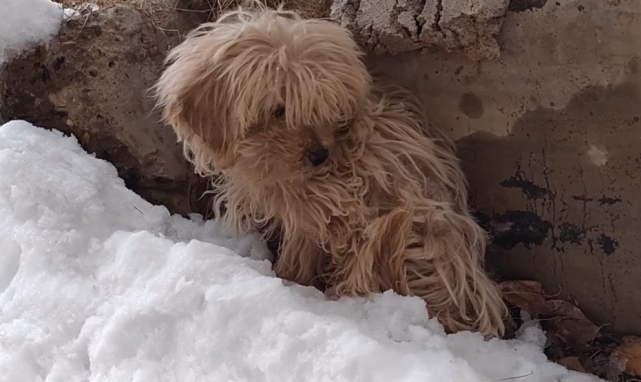 雪地里险些被冻僵的流浪狗,如果没人发现,谁又知它竟有如此颜值