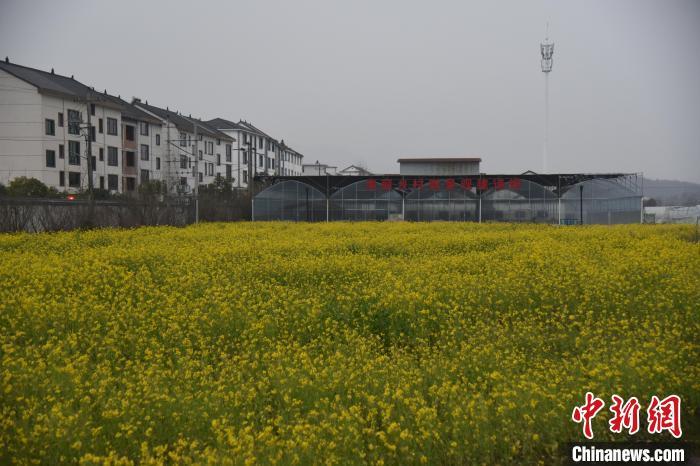 浙江缙云新建镇乡村振兴突围镇域共富