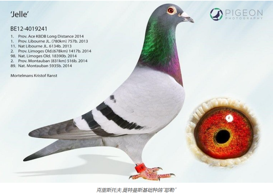 而母亲这边,"戴夫"是"耶勒"配对其外孙女"斯波勒全姐妹"(zusje sp