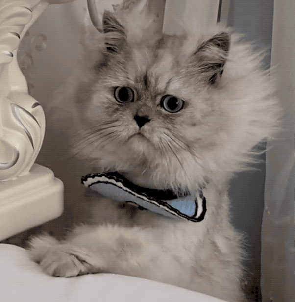 苏格兰折耳猫|猫咪|布偶猫|金吉拉猫|波斯猫|英国短毛猫|英短猫