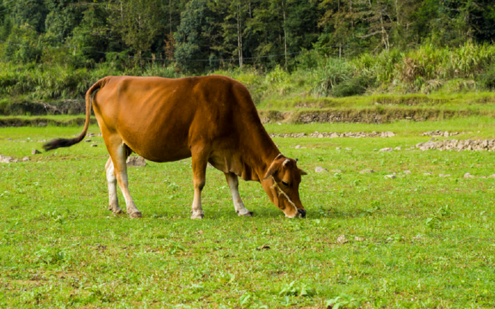 这个春天,你打卡贵州黄牛朵纽生态牛庄溯源牛肉了吗?