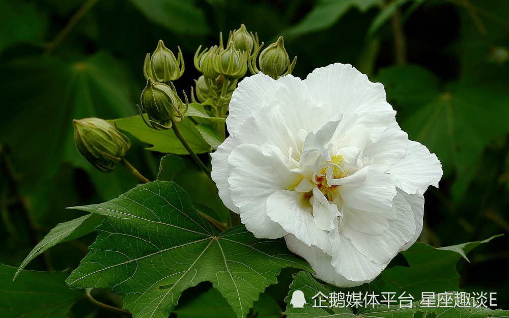 3月6 12日爱情运势 红娘垂怜 深情守护的四大星座 天天看点