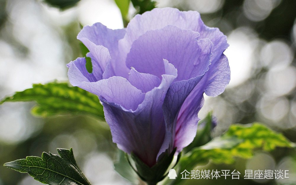 3月6 12日爱情运势 红娘垂怜 深情守护的四大星座 天天看点