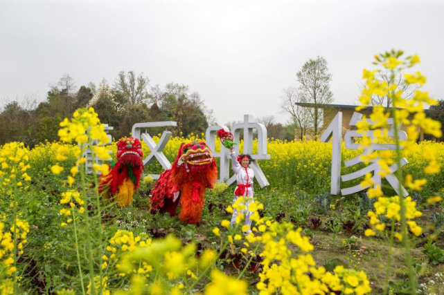 鄞江它山堰油菜花图片