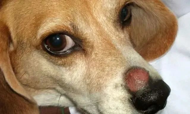 养狗狗的一定要看的皮肤病知识 腾讯新闻