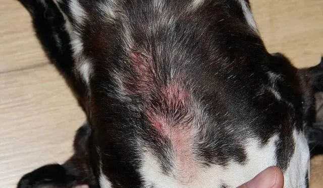 养狗狗的一定要看的皮肤病知识 腾讯新闻