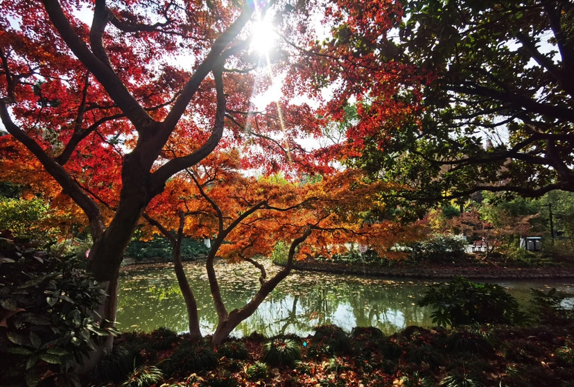 上海閔行紅園