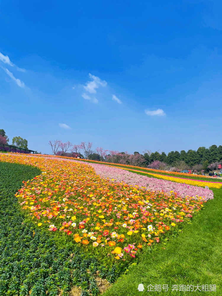 成都周边遛娃好去处,秀丽东方看桃花_腾讯新闻