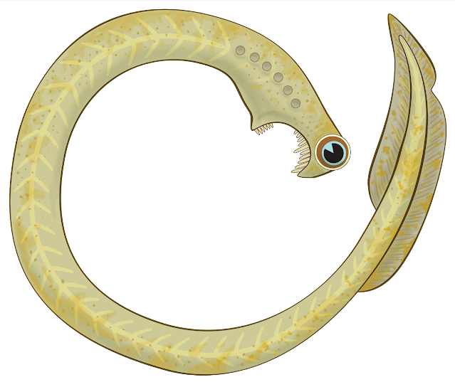 无冕之王牙形虫古生代海洋幽灵越研究越恐怖