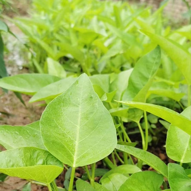 亩产40005000公斤的大叶空心菜好品种分三叉产量更优秀露地大棚都可以