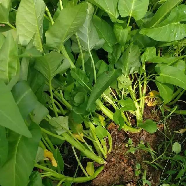 亩产40005000公斤的大叶空心菜好品种分三叉产量更优秀露地大棚都可以