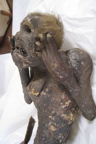 美人鱼木乃伊在日本被发现可能是其他动物制作而成