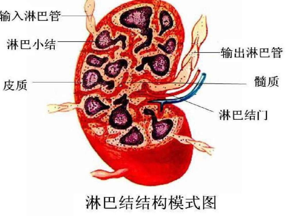 哪些原因可以引起淋巴结肿大发现淋巴结肿大应该怎么办