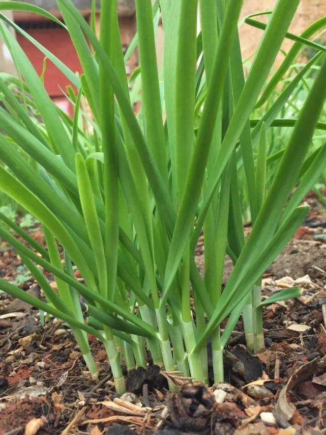 夜雨剪春韭新炊间黄粱春天的韭菜一定得多吃