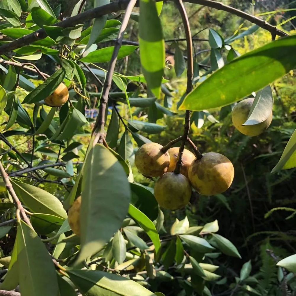 客家地区这种野果,吃一口变满口黄牙,儿时拿它下饭,吃到撑!_腾讯新闻