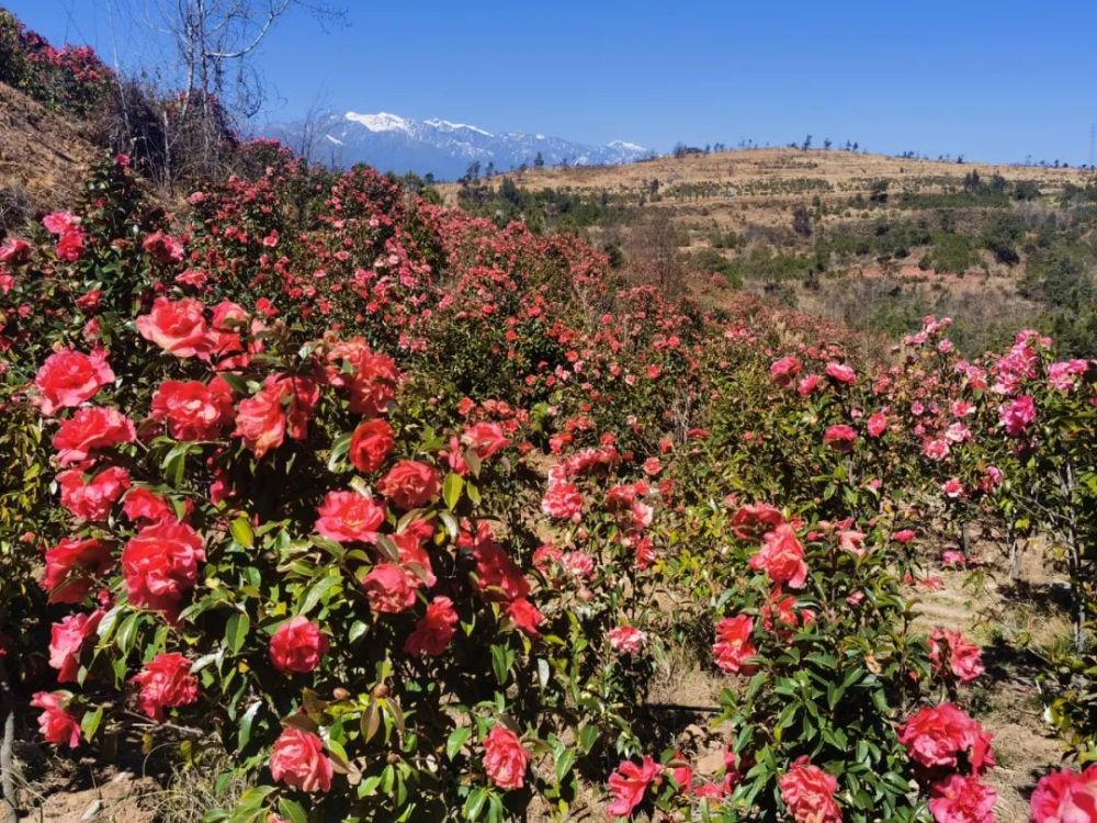 的830余个茶花品种,约26万株,是云南省茶花品种种植数量最多的茶花园