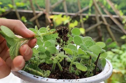 碰碰香总有干枯的叶子怎么办有的从根部发黑了怎么办