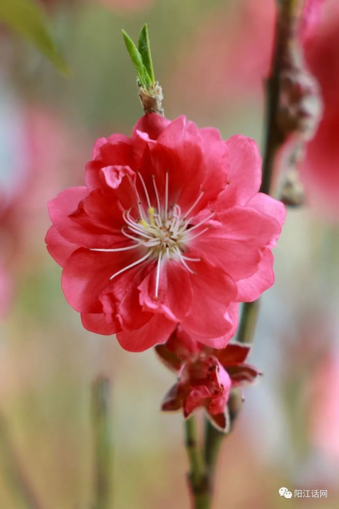 驚蟄賞桃花記陽江市森林公園桃花源