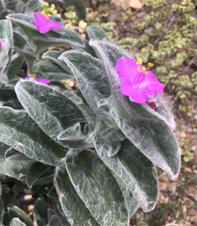 那些名字清雅脱俗的植物随便捞一个都适合做人名雪见排在首位