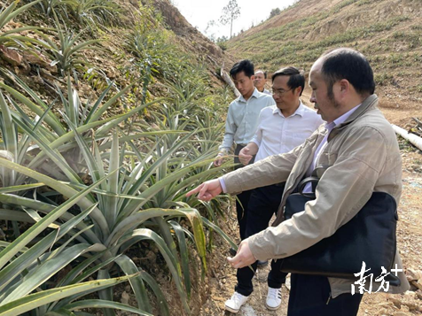 在葵潭镇凤梨产业园种植基地,专家团队在现场详细考察了基地生产情况