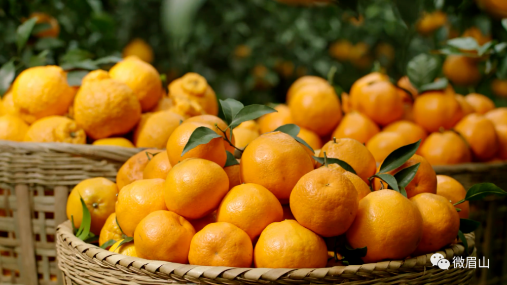 沃野千里,"柑"甜人心,眉山春橘,每一口都是山间自然的气息!