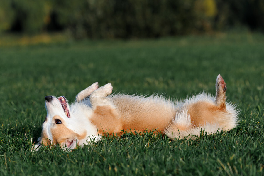 饲养柯基 这些事情 是你需要知道的 腾讯新闻