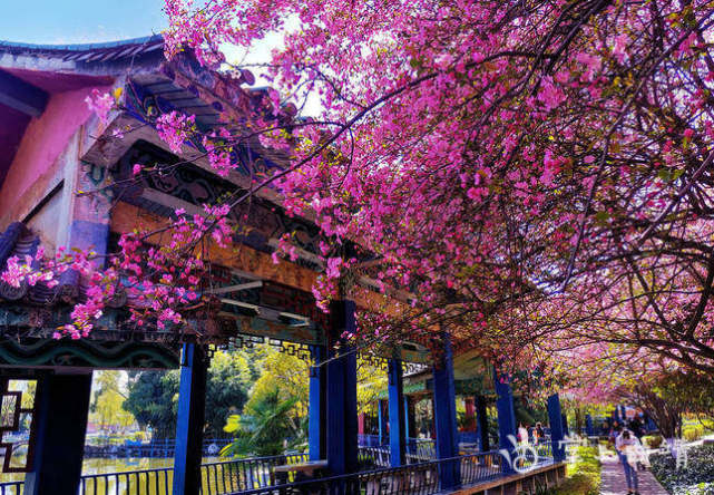 宣威宛水公园海棠花开美如画