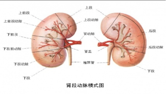 3種傷腎食物常出現在餐桌為了腎臟健康儘量少吃