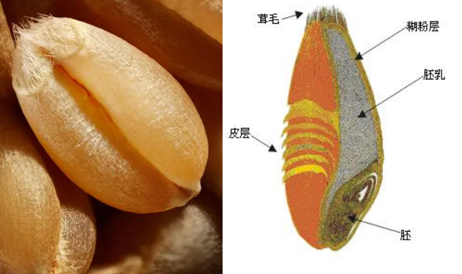 一粒小麦主要由麸皮(种皮 果皮 糊粉层),胚乳和胚三部分组成,其中胚乳