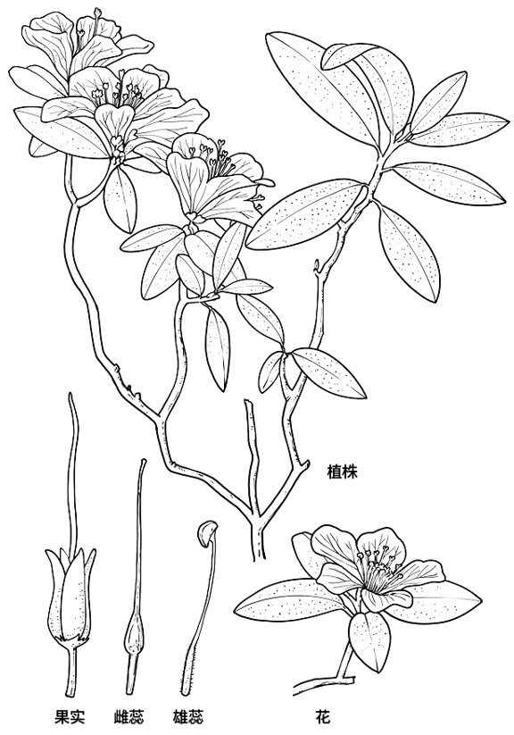 中国的杜鹃花种类有560多种,但是长久以来都藏在深山峻岭之中,直到