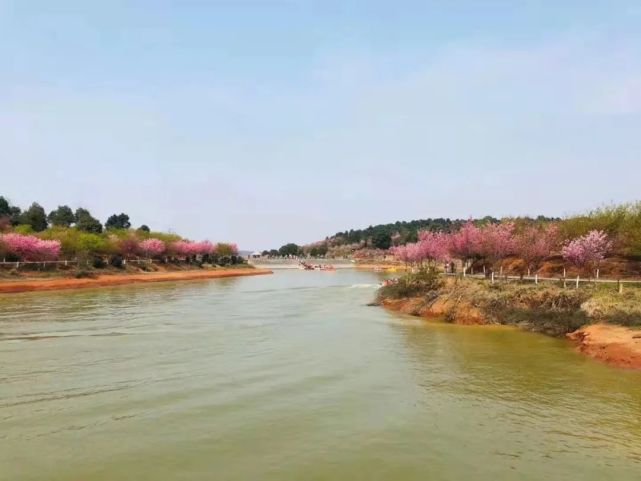 又逢櫻花爛漫時春色如錦花若雲