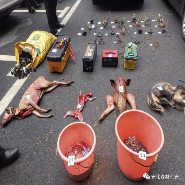 安化森林公安侦破一非法猎捕野生动物案件