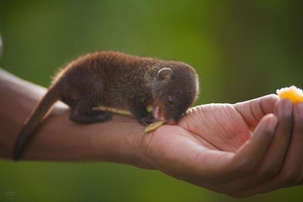 地球最小爬行动物图片