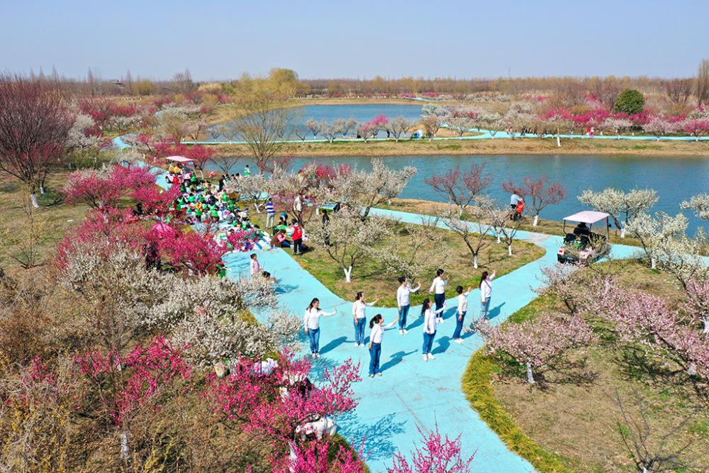 全体女性免门票啦泗洪洪泽湖湿地三八节邀你看梅花