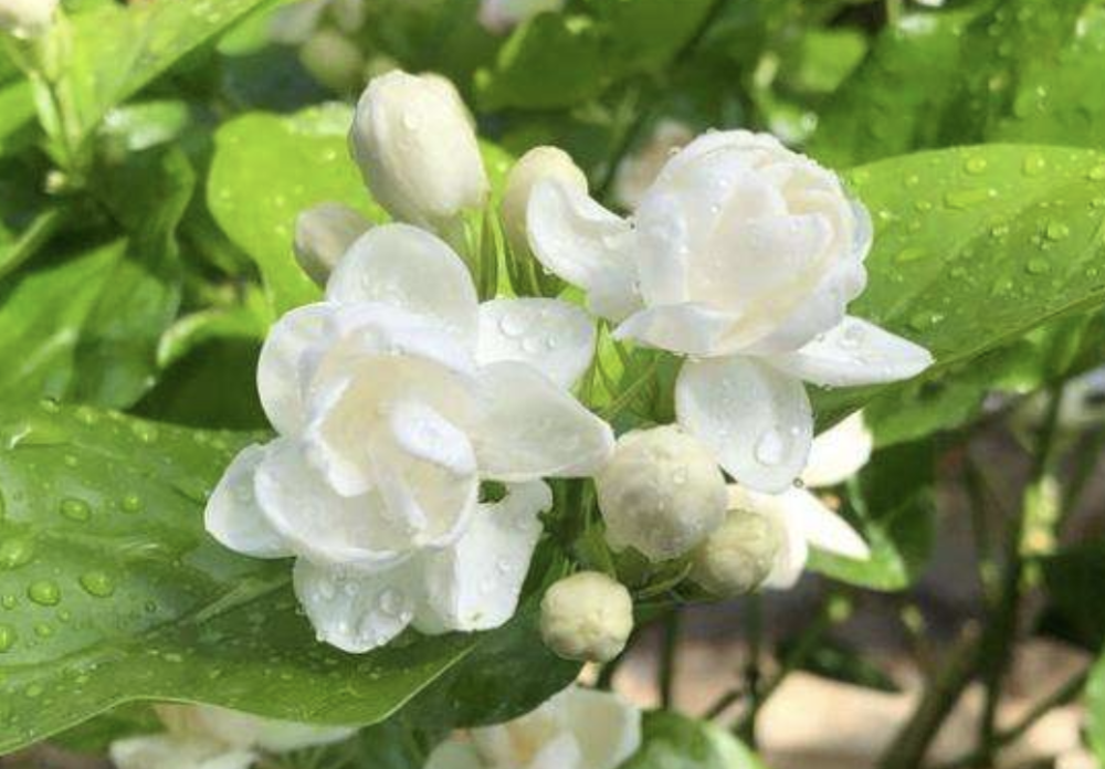 3种花选择早春养 温度上升后 冒花苞 一茬又一茬 美 腾讯新闻