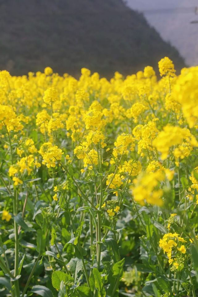 惠水芦山的大片油菜花开了遍地金黄美如画